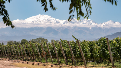 VINS ARGENTINS